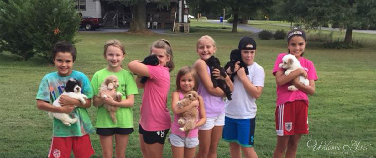 About Acres Australian Labradoodles in Southern Maryland