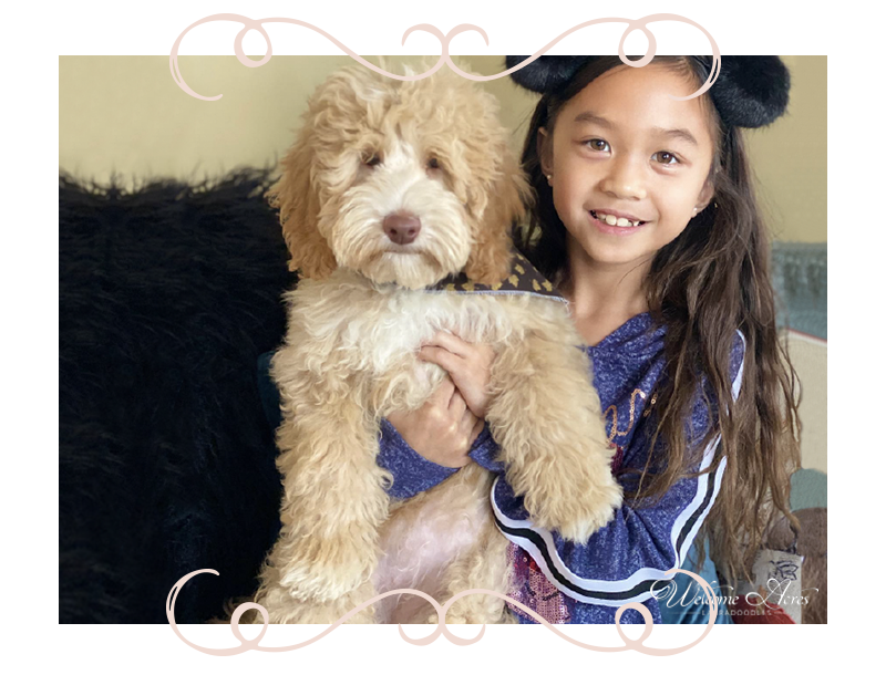 Australian Labradoodle Breeders in Maryland