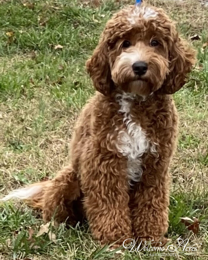 Available Puppies at Acres Labradoodles