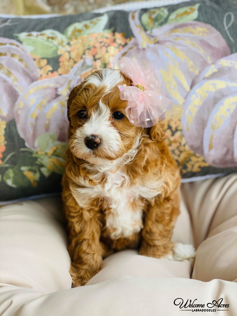 Available Puppies at Acres Labradoodles