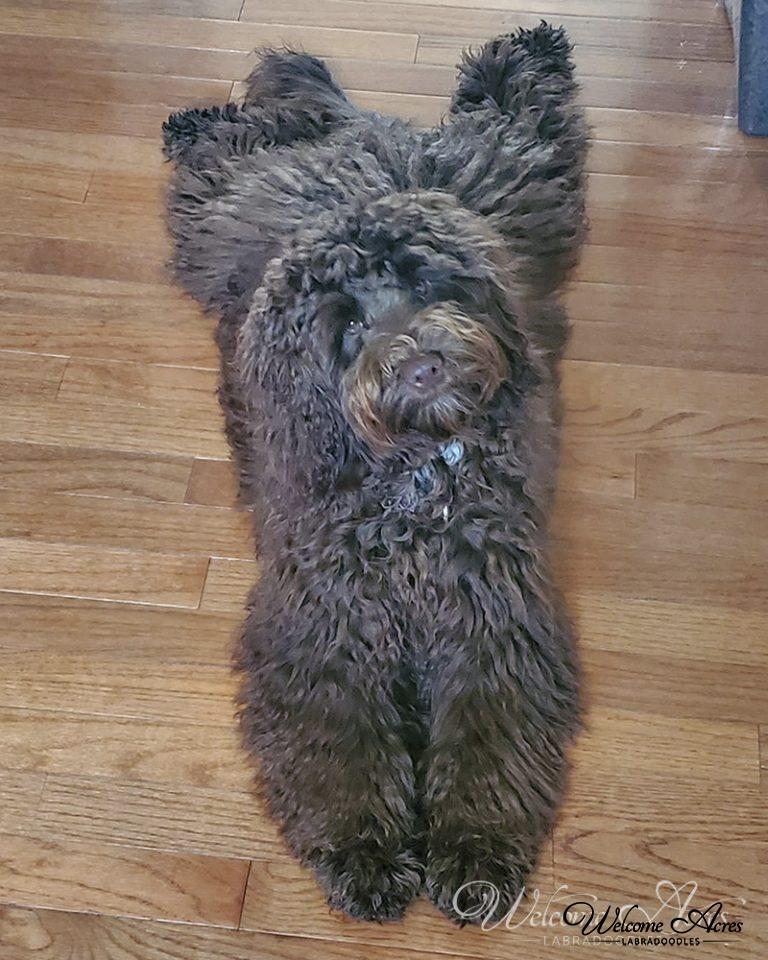 Labradoodle Photo Gallery Acres Labradoodles