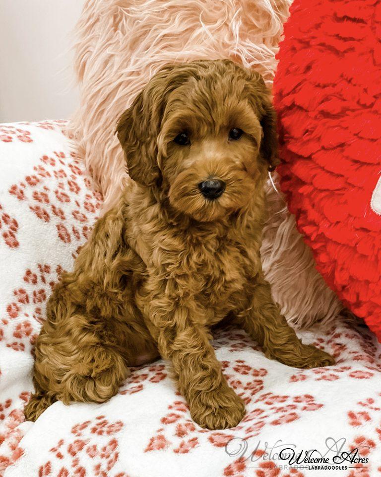 Labradoodle Photo Gallery Acres Labradoodles