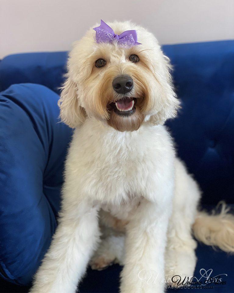 Labradoodle Photo Gallery Acres Labradoodles