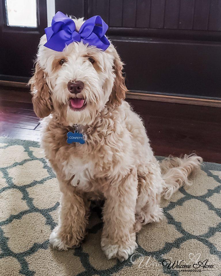 Labradoodle Photo Gallery Acres Labradoodles