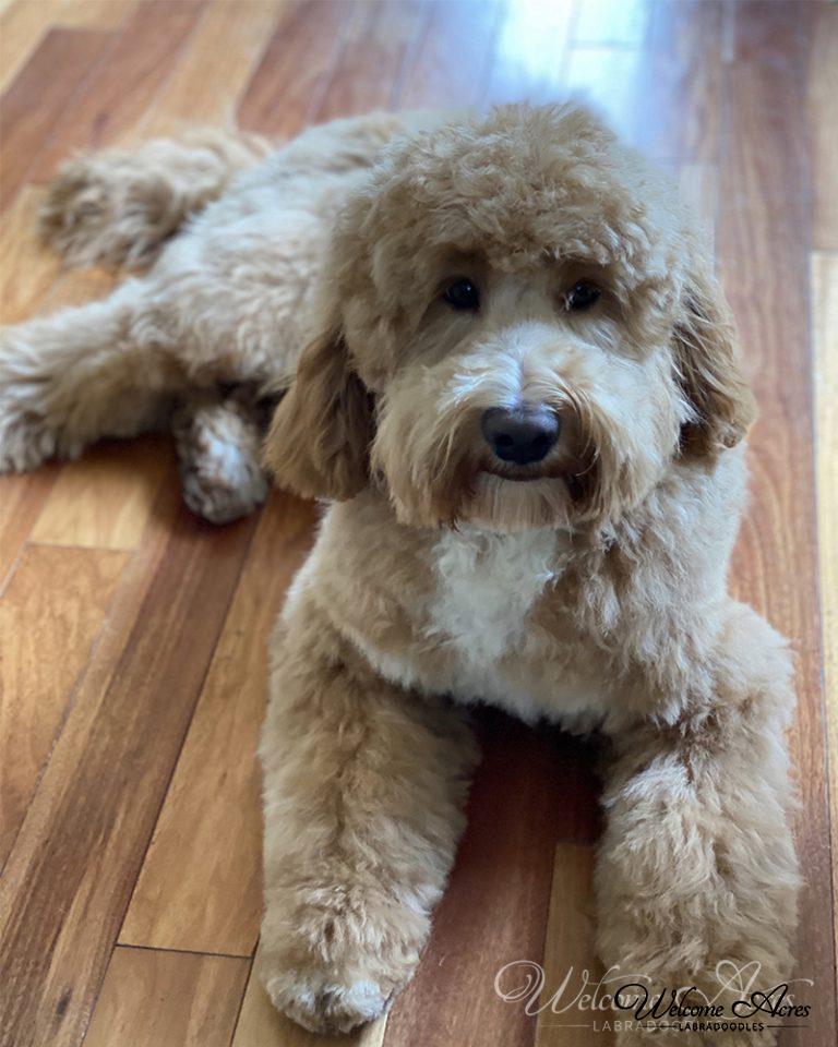 Labradoodle Photo Gallery Acres Labradoodles