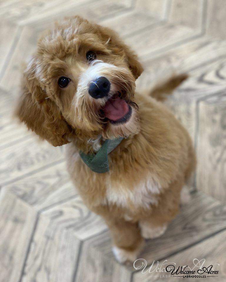 Labradoodle Photo Gallery Acres Labradoodles