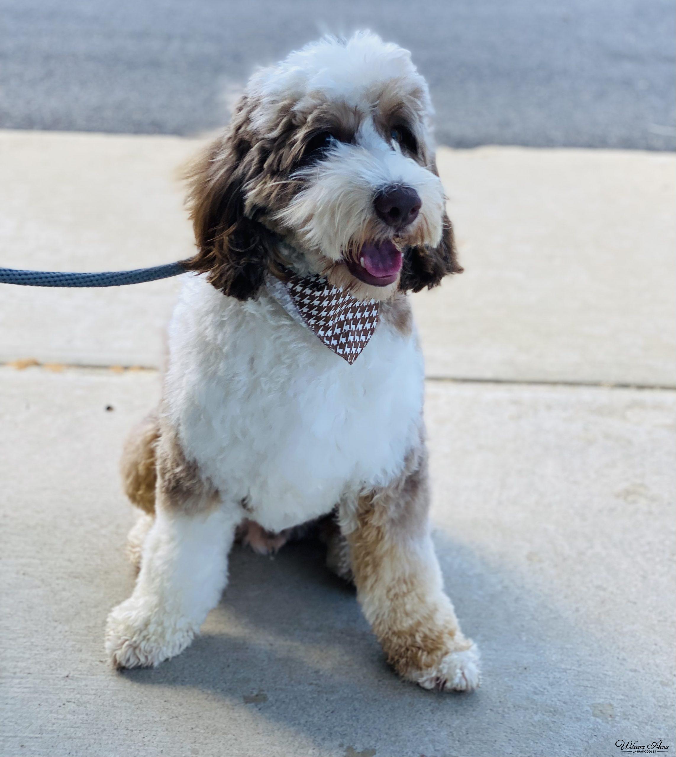 Available Puppies at Acres Labradoodles
