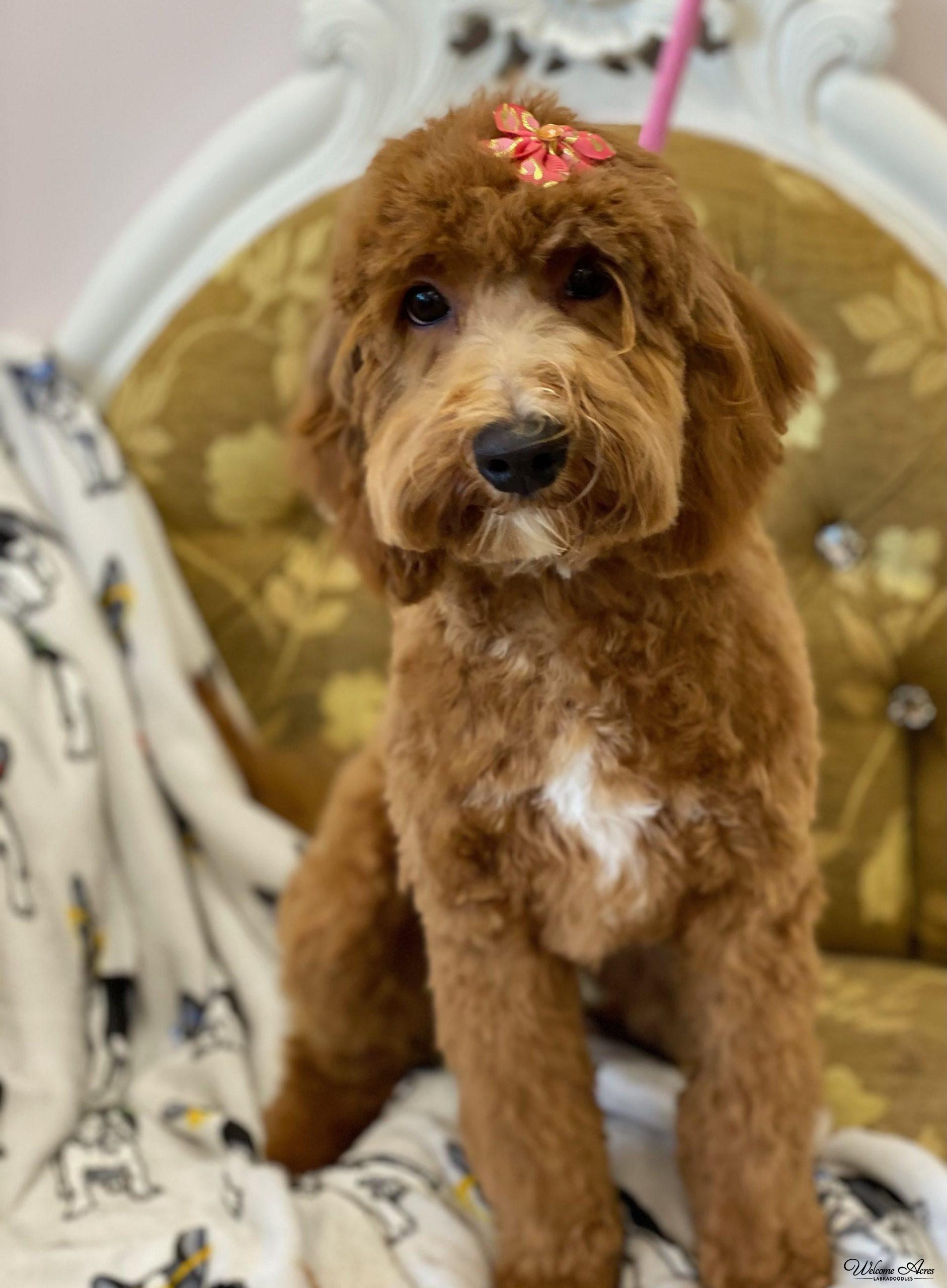 Available Puppies at Acres Labradoodles