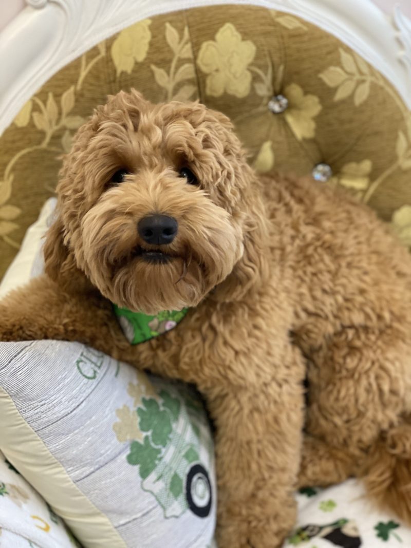 Available Puppies at Acres Labradoodles