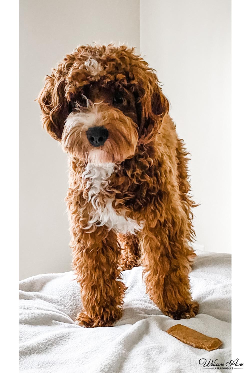 Available Puppies at Acres Labradoodles