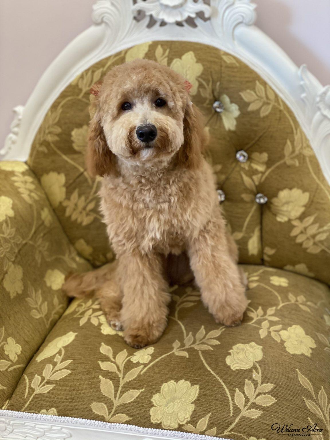 Available Puppies at Acres Labradoodles