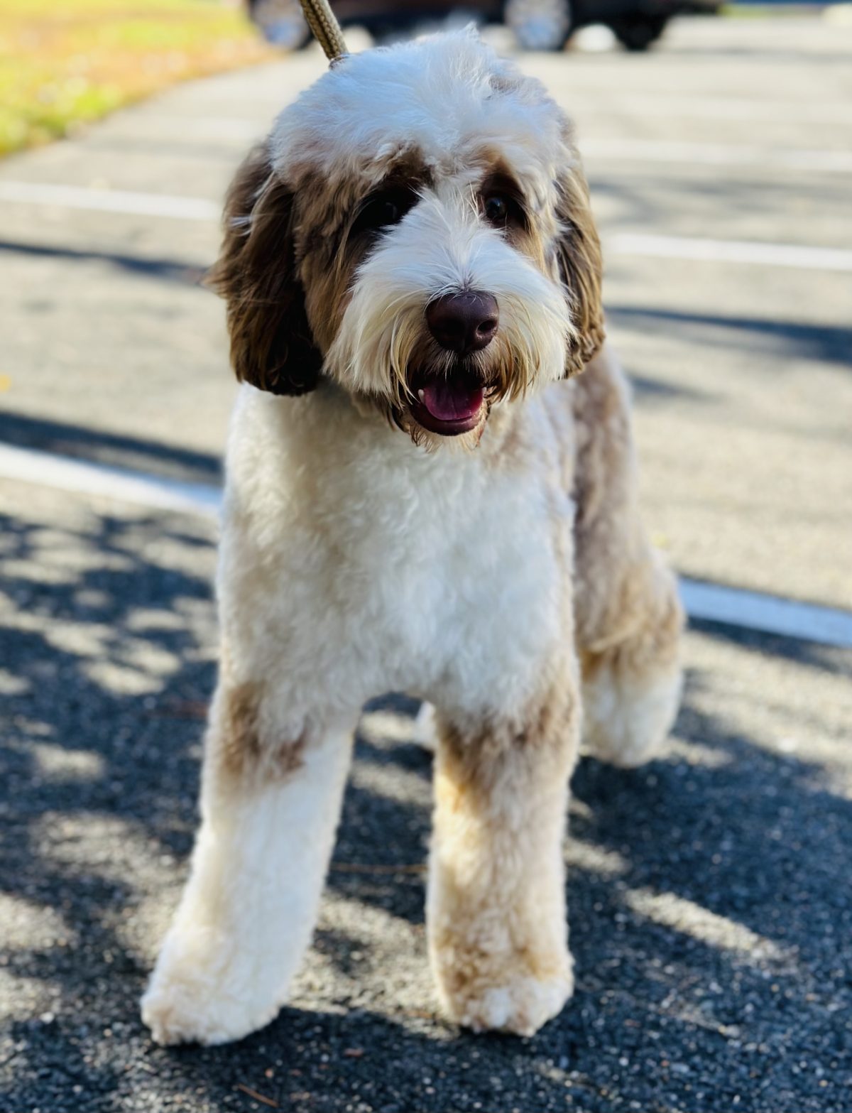 Available Puppies at Acres Labradoodles