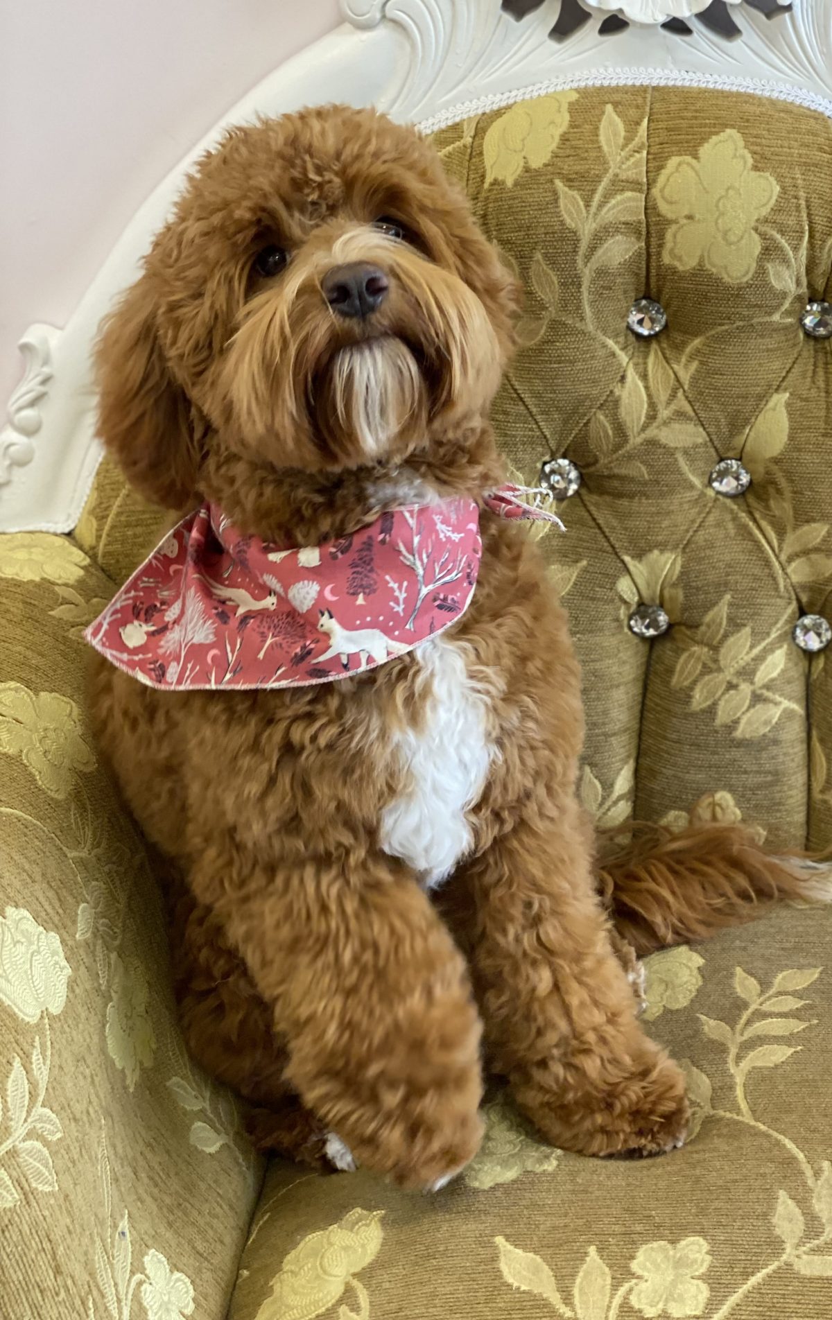 Available Puppies at Acres Labradoodles