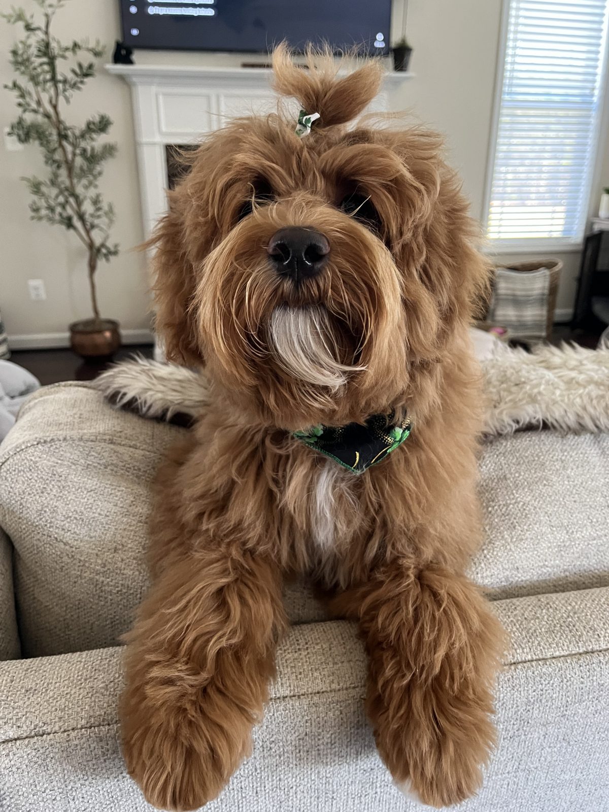 Available Puppies at Acres Labradoodles