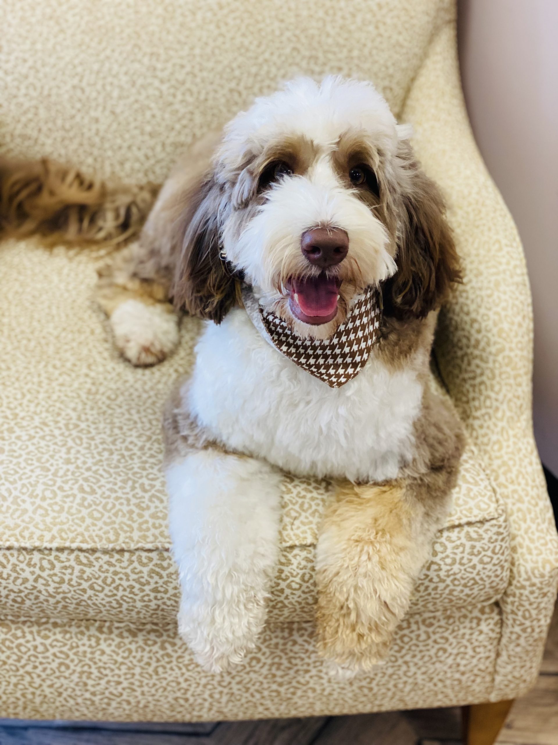 Available Puppies at Acres Labradoodles