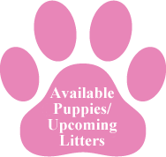 Available Puppies/Upcoming Litters