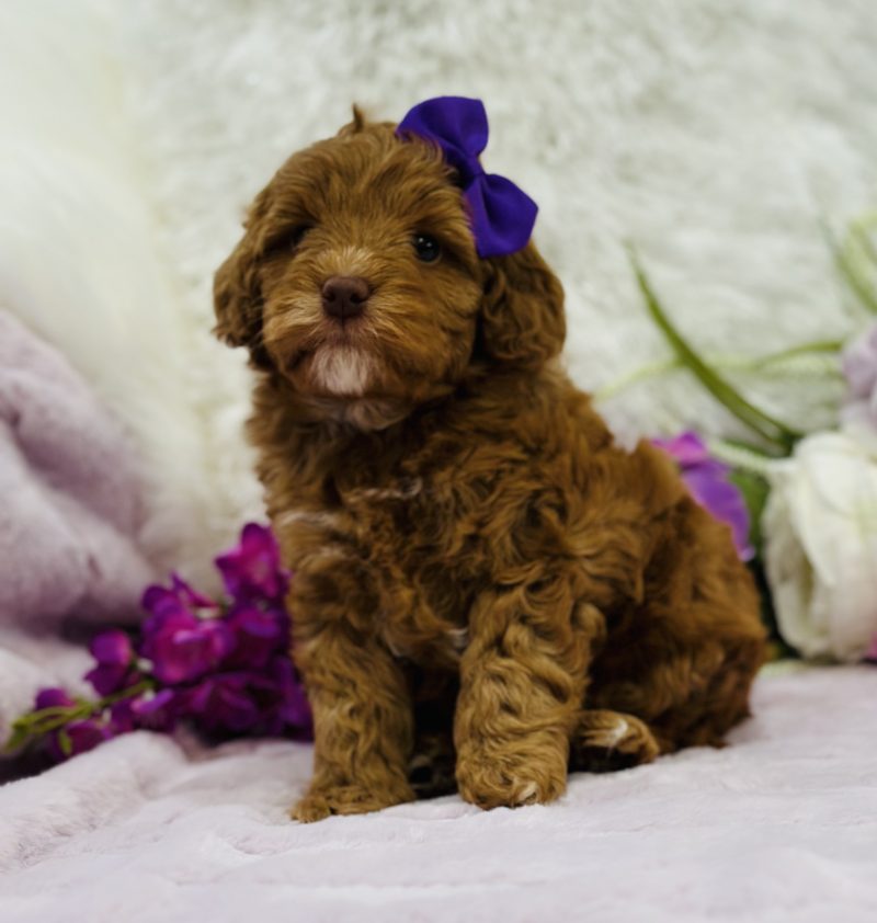 Australian Labradoodles in Virginia Beach, VA