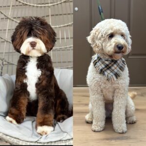 Fairytale Lane Get Your Ducks Together🦆 x Welcome Acres Corn 🌽 Bread 🍞