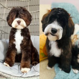 Fairytale Lane Get Your Ducks Together🦆 x Welcome Acres Skittles🌈