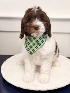australian labradoodle maryland