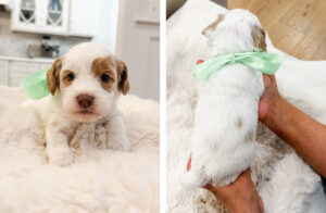 australian labradoodle maryland