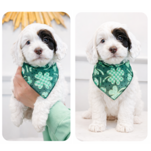 australian labradoodle maryland