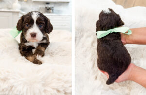 australian labradoodle maryland