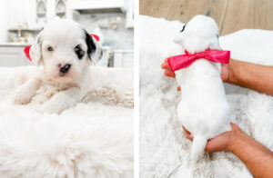 australian labradoodle maryland