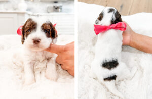 australian labradoodle maryland