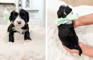 australian labradoodle maryland