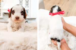 australian labradoodle maryland