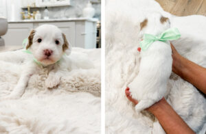 australian labradoodle maryland