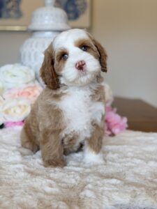 australian labradoodle maryland