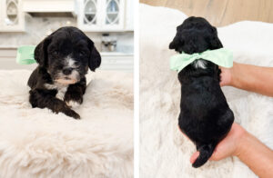 australian labradoodle maryland