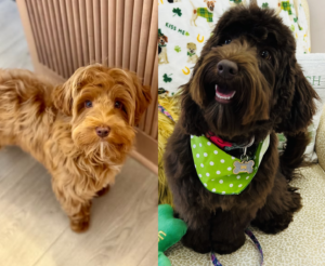 Johnny Cash and Annie