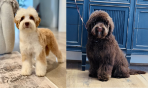 Duck Barkley