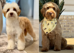 Barkley x Bumbles