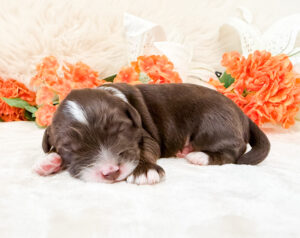 australian labradoodle maryland