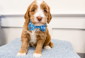 australian labradoodle maryland