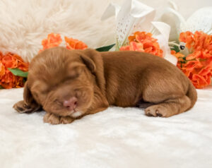 australian labradoodle maryland