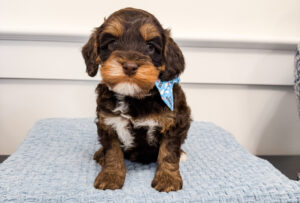 australian labradoodle maryland