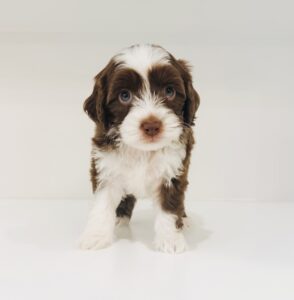 australian labradoodle maryland
