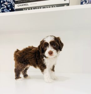 australian labradoodle maryland