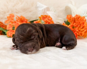 australian labradoodle maryland
