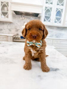 australian labradoodle maryland