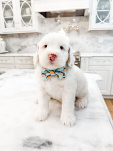 australian labradoodle maryland