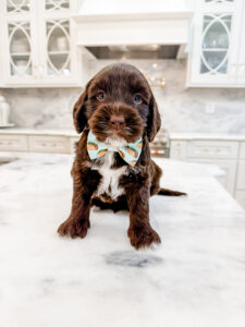 australian labradoodle maryland
