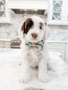 australian labradoodle maryland